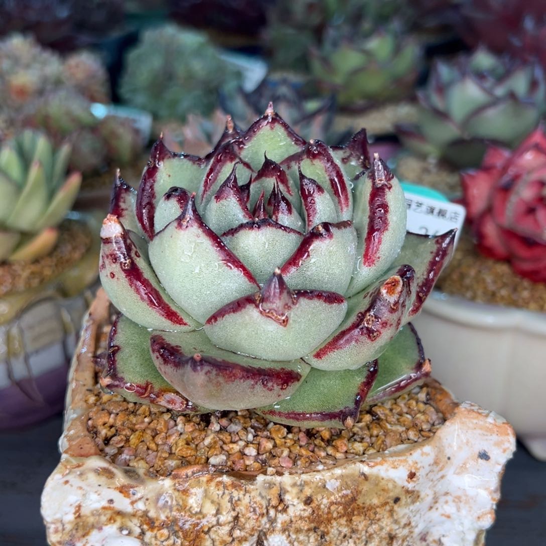 从前慢多肉精选编号0214.269