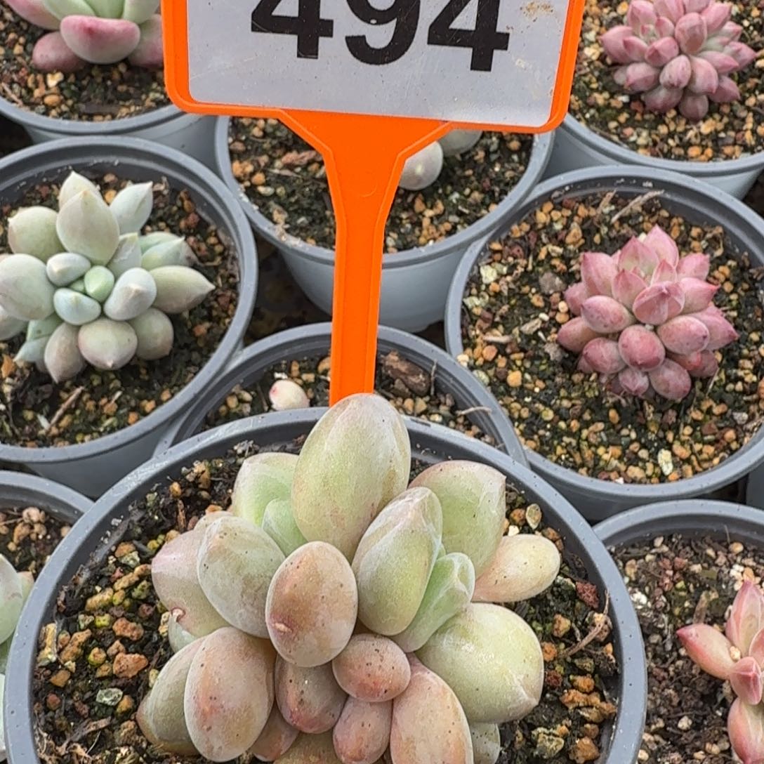 多肉植物漂亮X系494