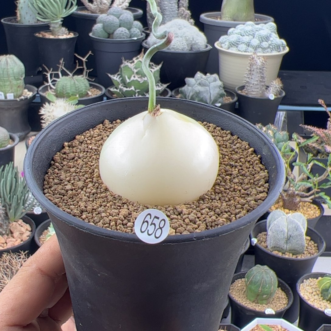 苍角殿4+一物一拍658