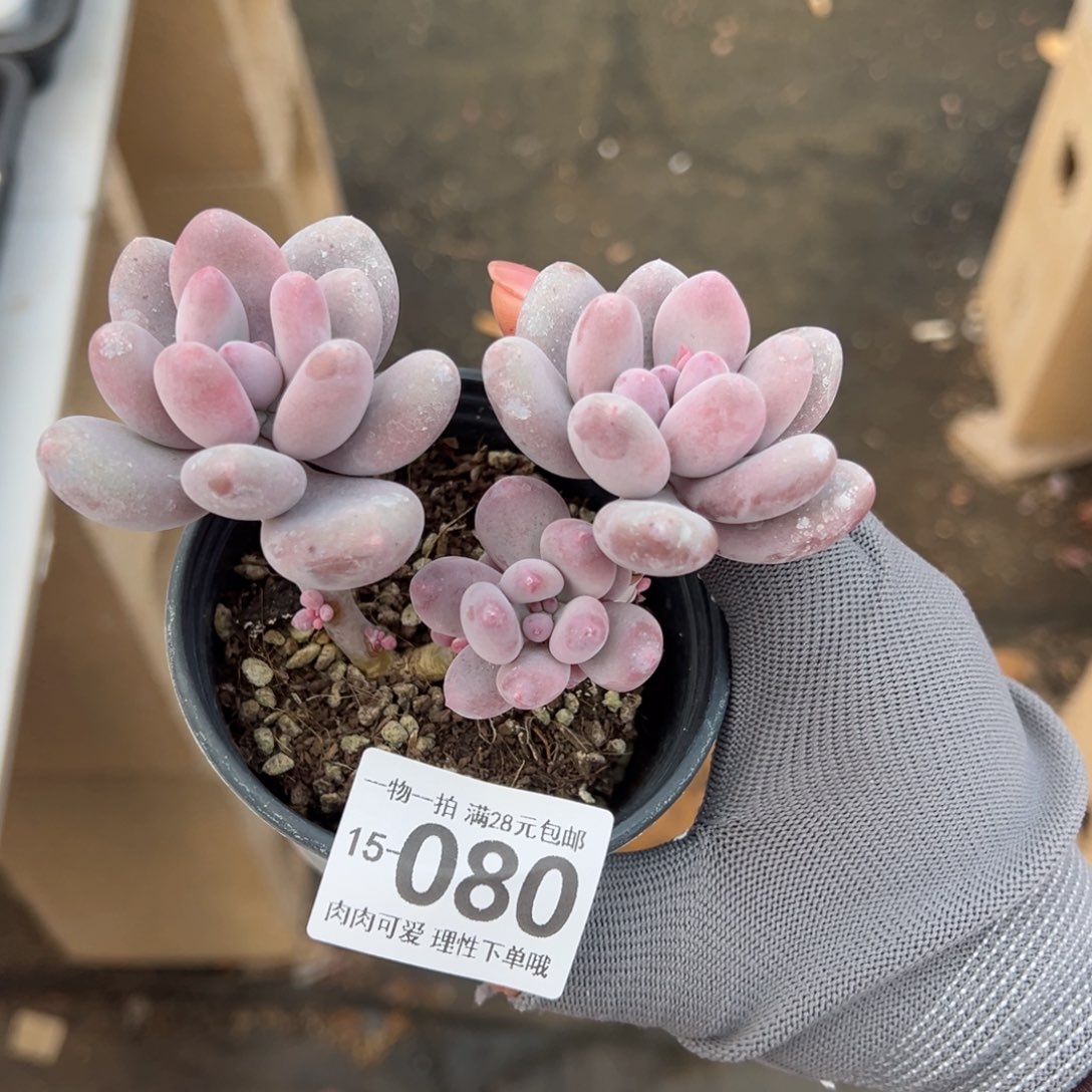 海狸美人多肉多肉多肉