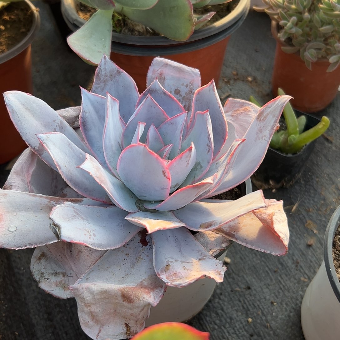 多肉植物多肉植物