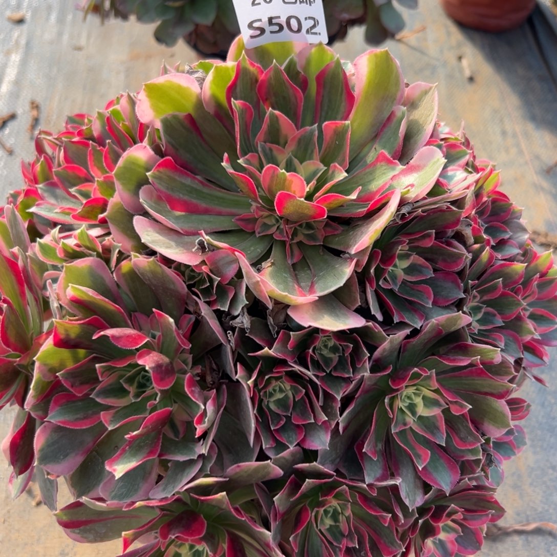 502妖月，满20包邮嘟叮熊