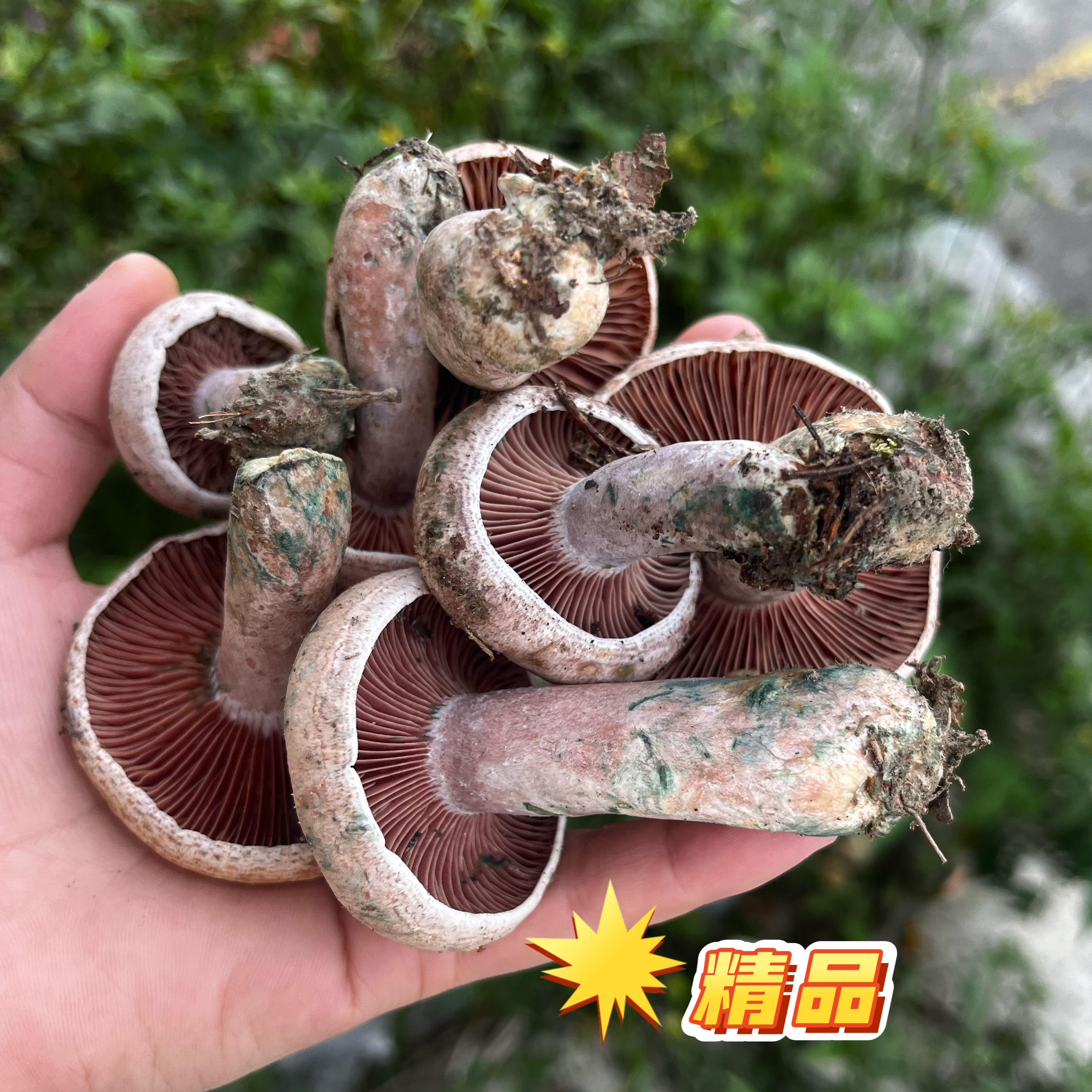 松树菌野生乌枞菌乌枞菌重阳菌谷熟菌新鲜寒菌三九菇黄枞菌松乳菇