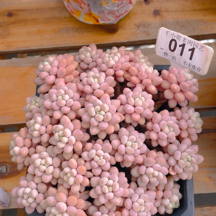 谢谢你的支持00000011