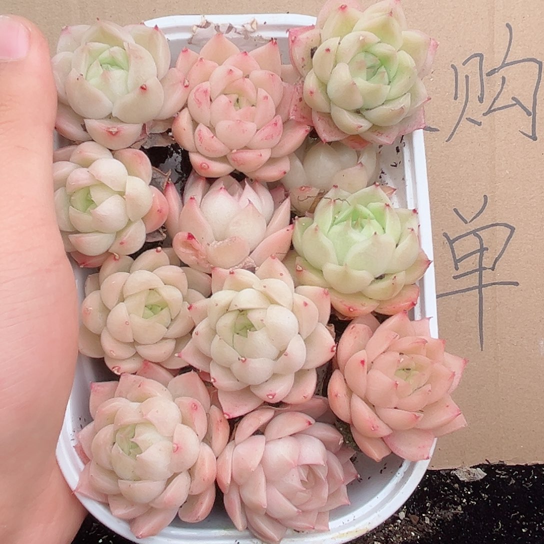 1-739 新疆 西藏内蒙不发12.8包邮2-3公分多肉