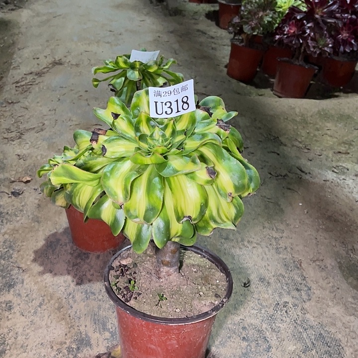 318爆君多肉植物      