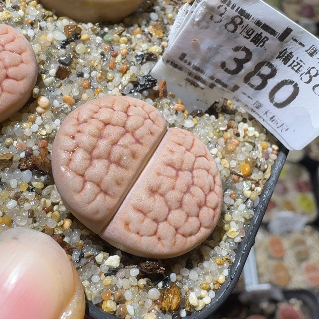 Sss精品清货价380