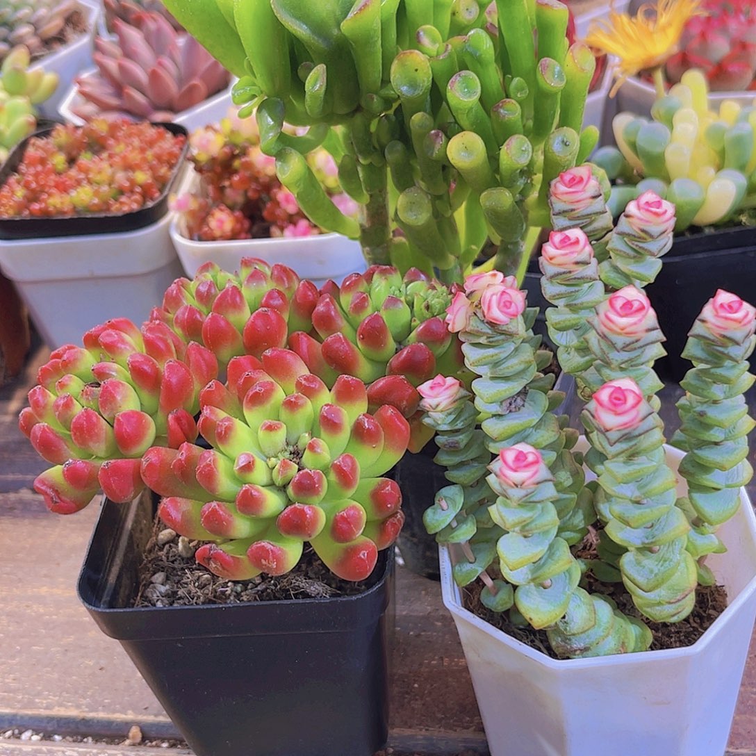 红灯笼➕吸财树➕钱串锦