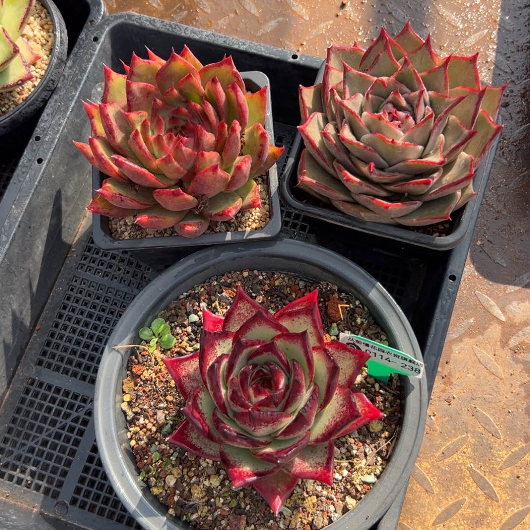 多肉编号0114-238