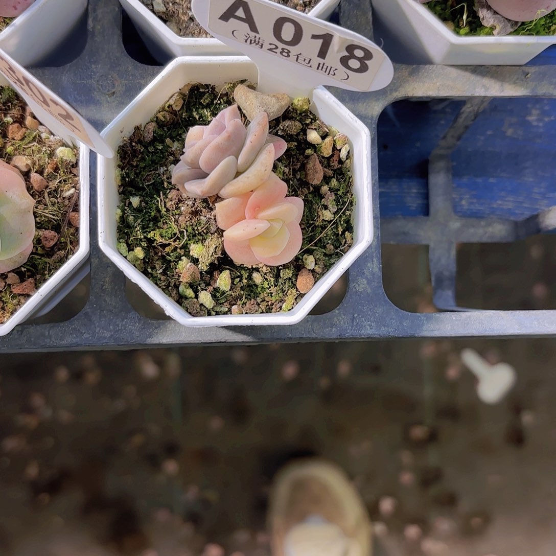 草***莓A018可爱玫瑰锦一物语拍