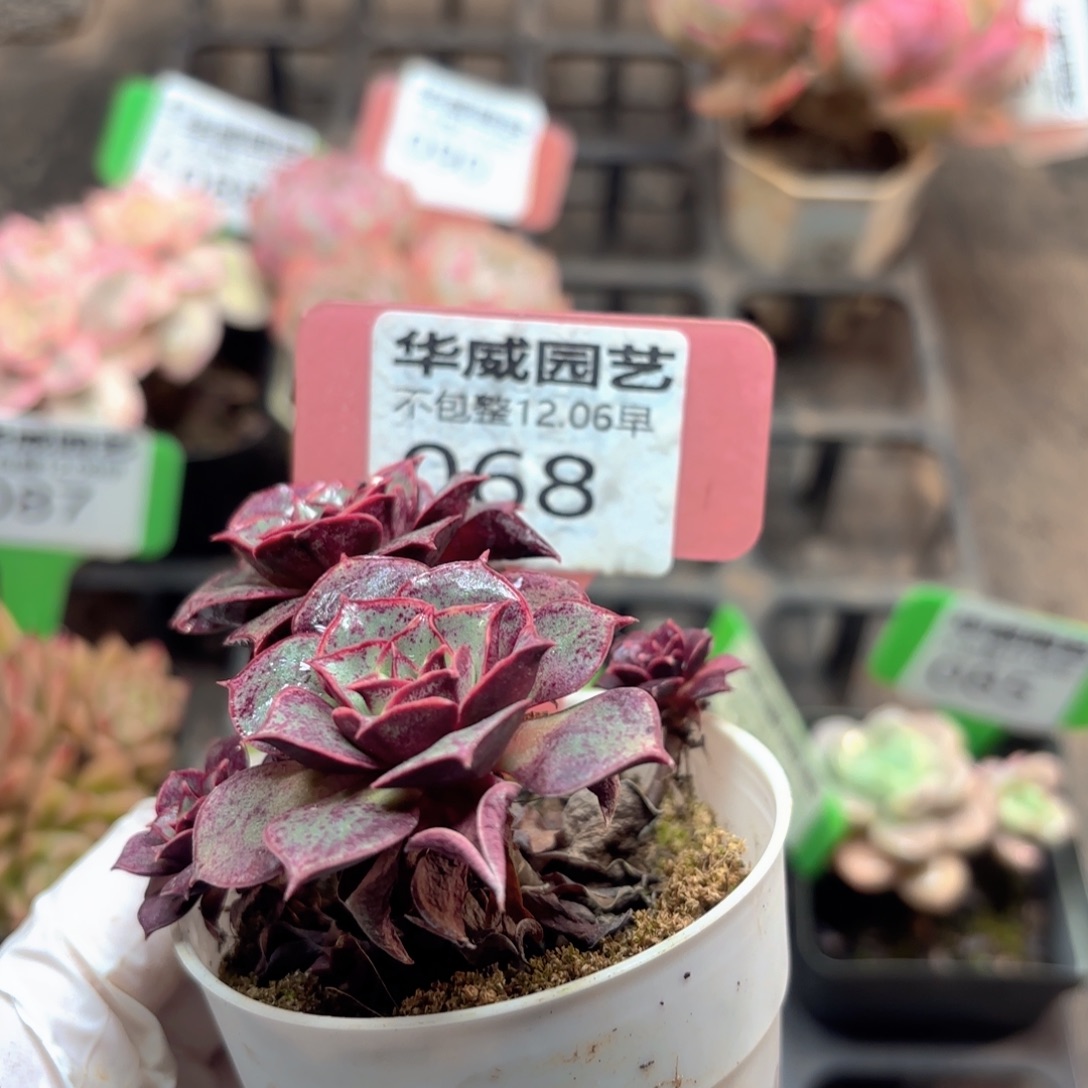 冰***之8颗罗西玛多肉植物
