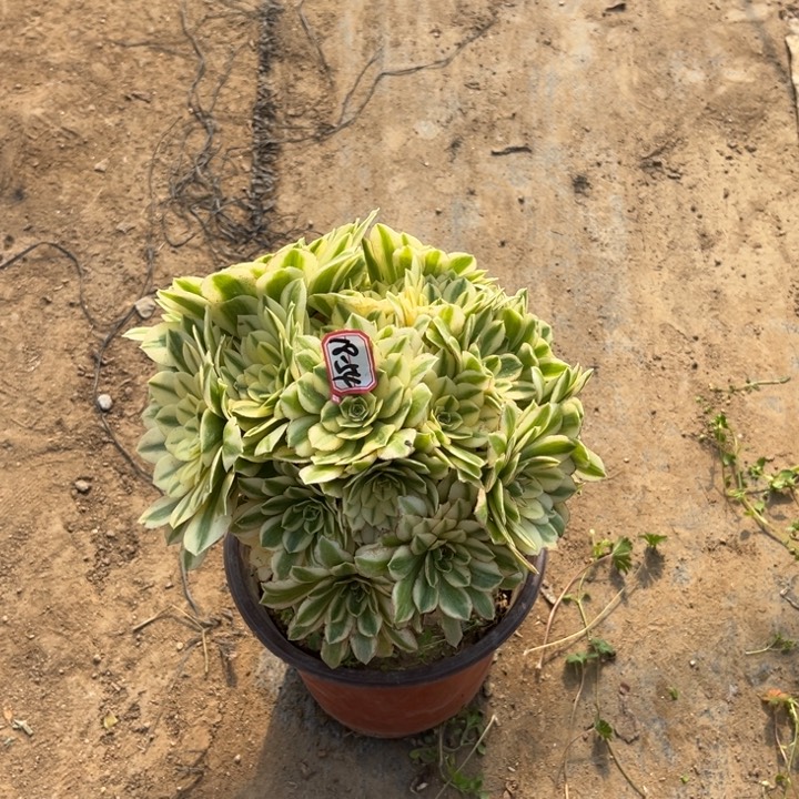 18-54迈巴赫朵朵多肉植物