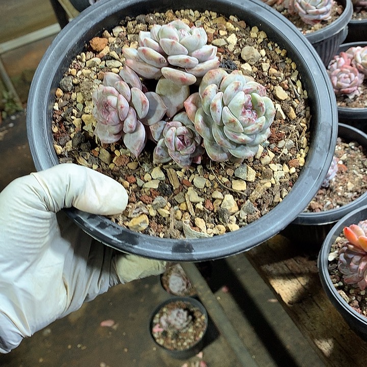 星影多肉植物哈哈19