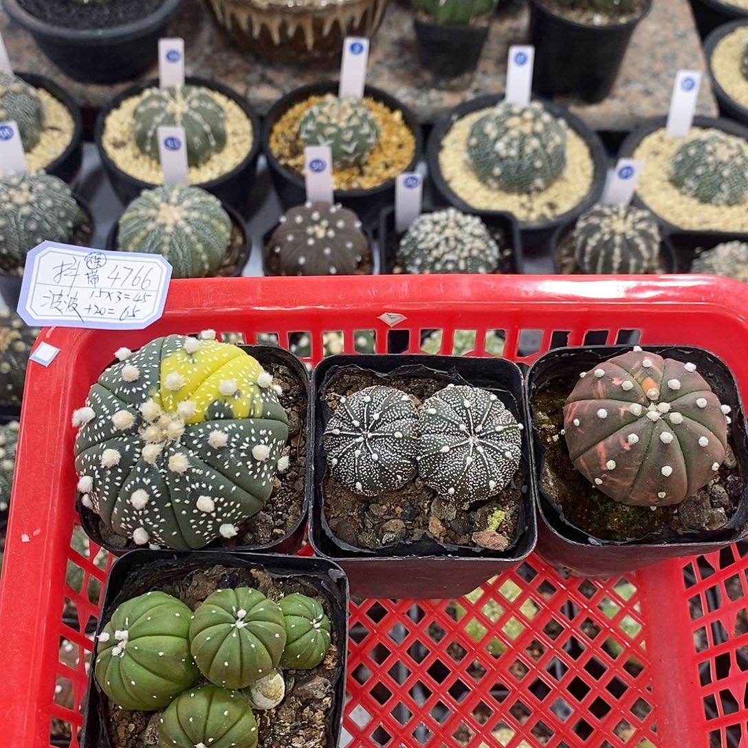 波***糖多颗兜组合，实生，4颗