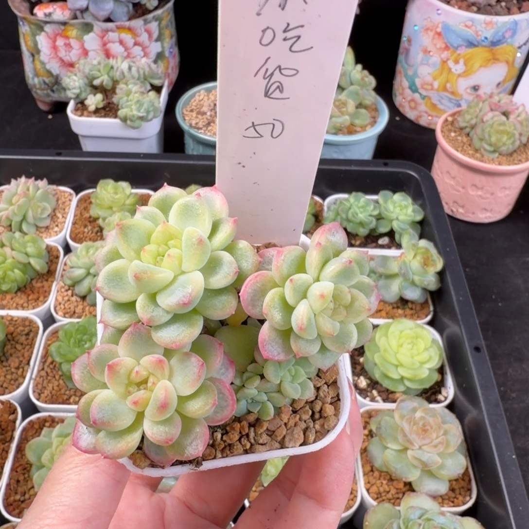 韶***货小吃货一颗财富群生