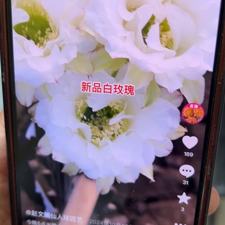 仙人球侧芽歪白玫瑰