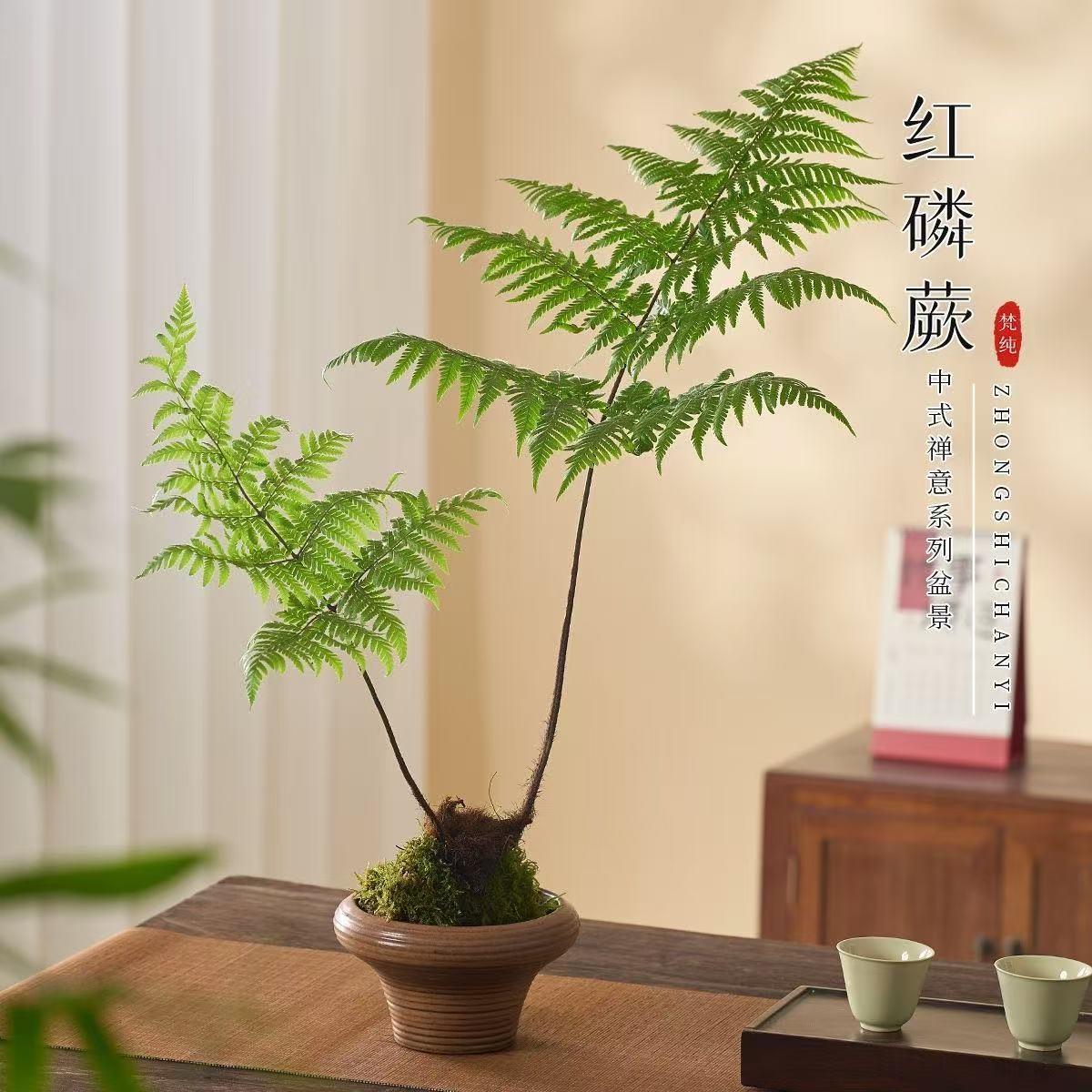 网红蕨类老桩红磷蕨鳞毛蕨四季观叶禅意茶桌办公室内绿植水培盆栽