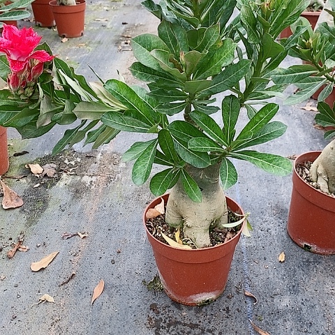 【闪购商品】无花朵崔*