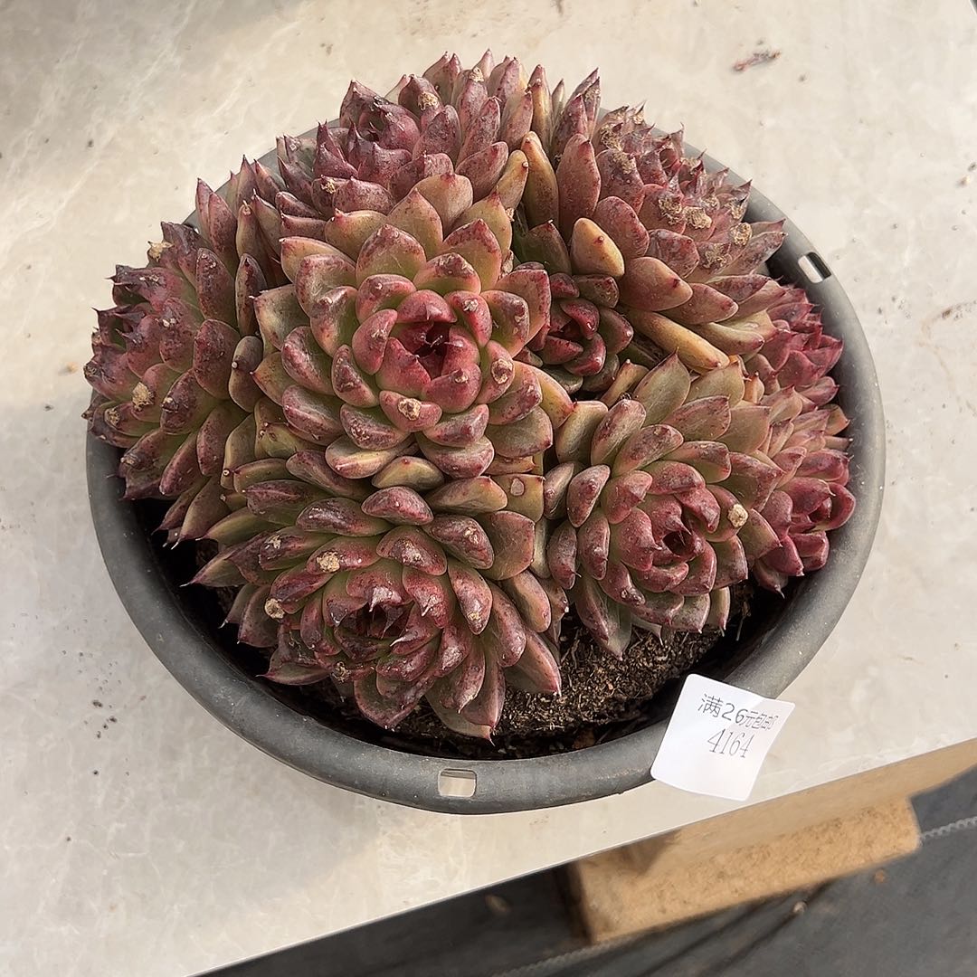 *****4164紫水晶多肉植物多肉