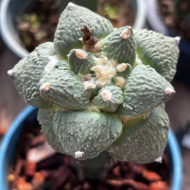 园艺仙人球/牡丹/怒涛/b803