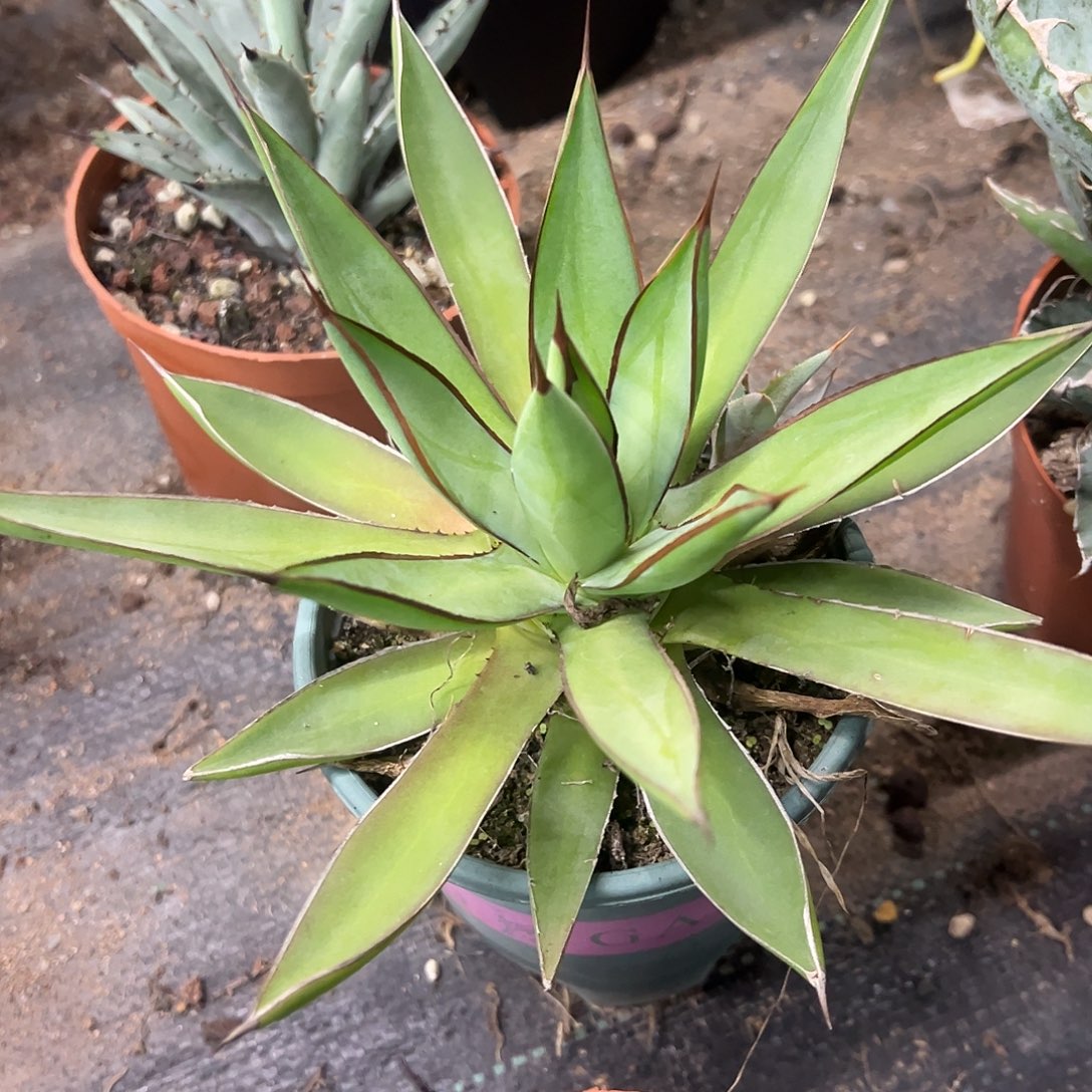 胧雷龙舌兰入门级