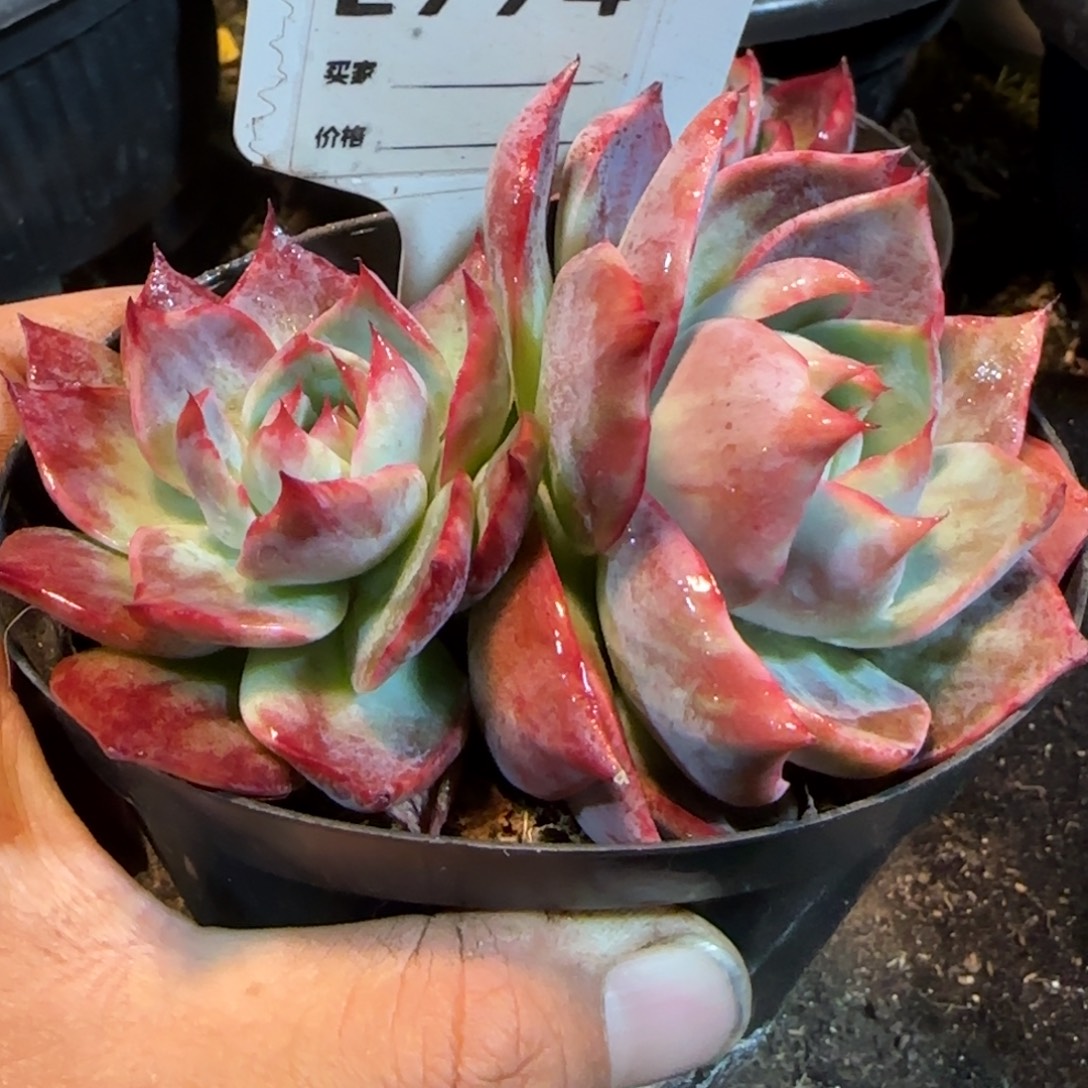 不包整惊鸿一物一拍包装收缩花旱774