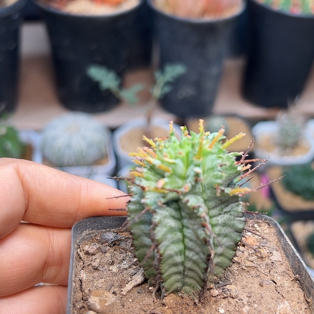 斑马纹白衣魁梧玉实生3.3cm