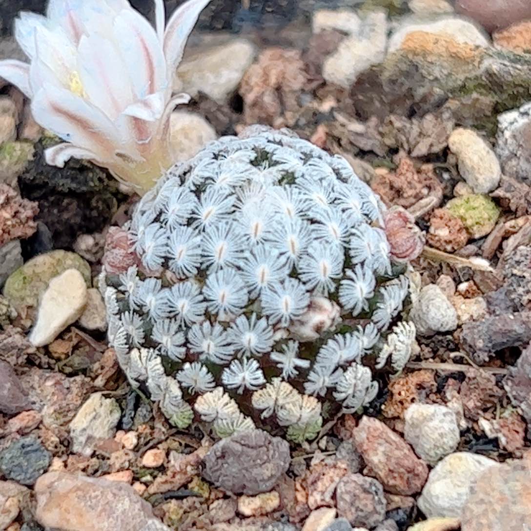 实生 羽毛丸仙人球