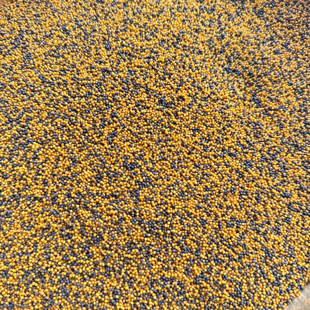 回锅鱼饵料泡泡球。免丝开饵轻松易上手。老滑鱼回锅鱼饵料