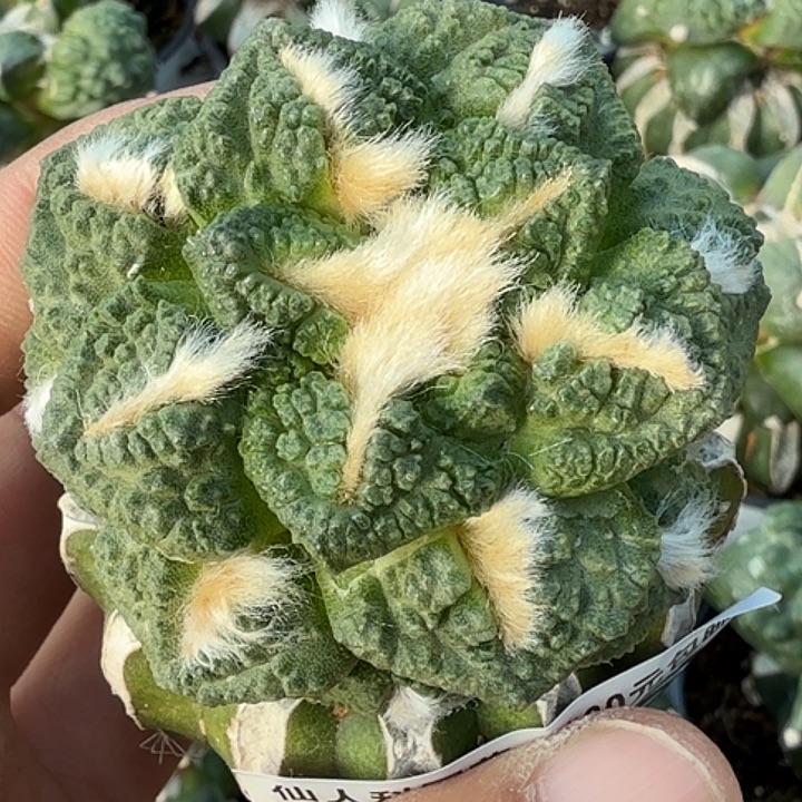 无花朵苗接龟甲918