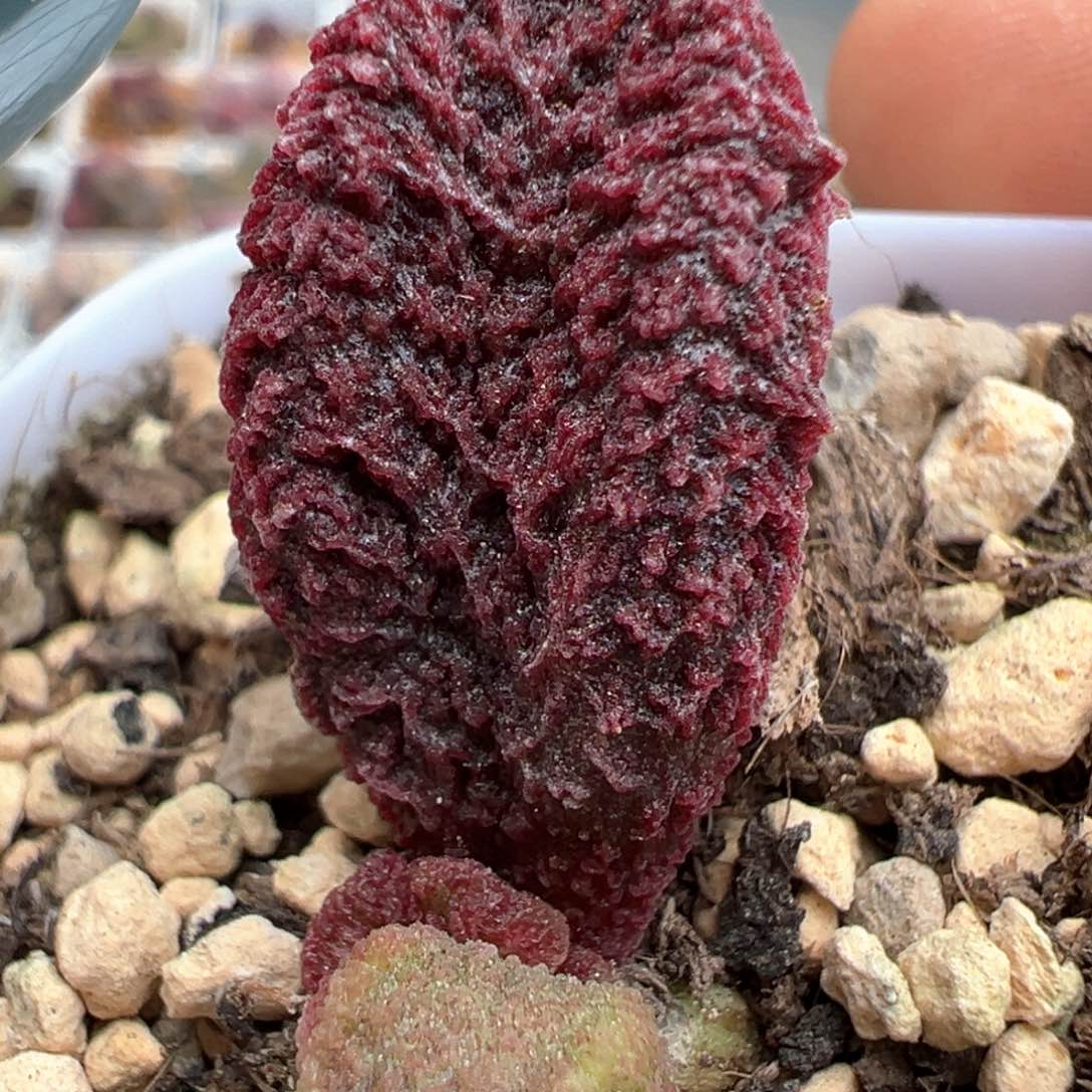 实生新品多肉植物水泡