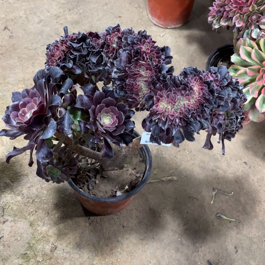 608欧紫缀化多肉植物法师