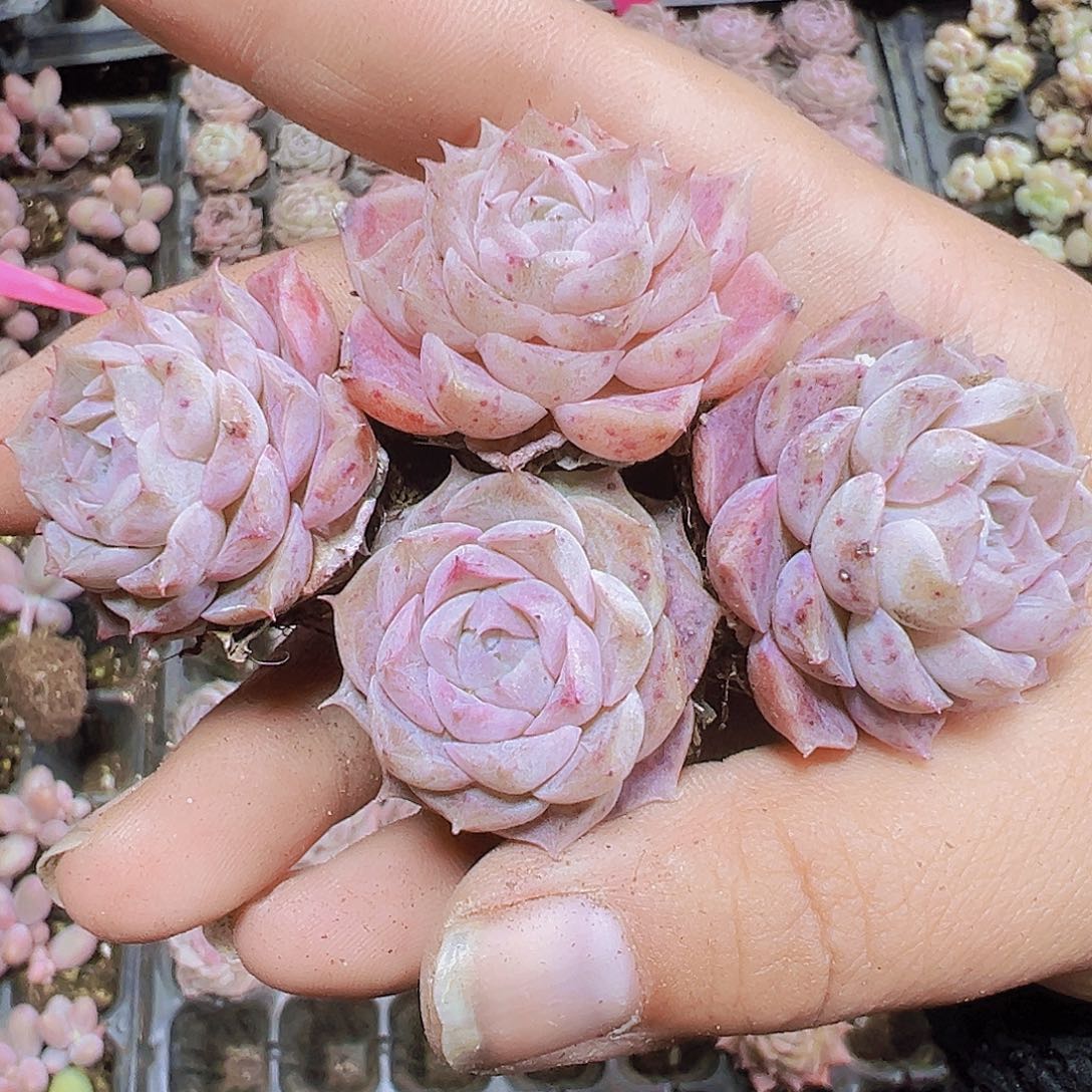 海林娜5个19包邮多肉植物