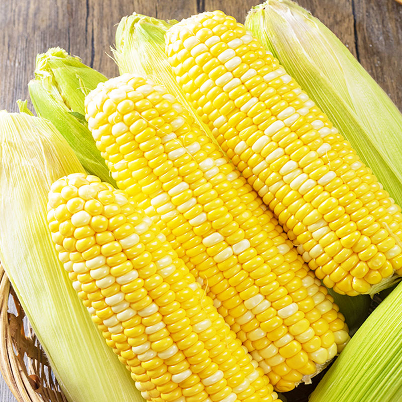 云南金银双色水果玉米新鲜甜玉米带壳即食爆浆玉米甜花超吃生