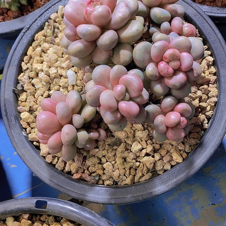 一*多肉植物保护研究所