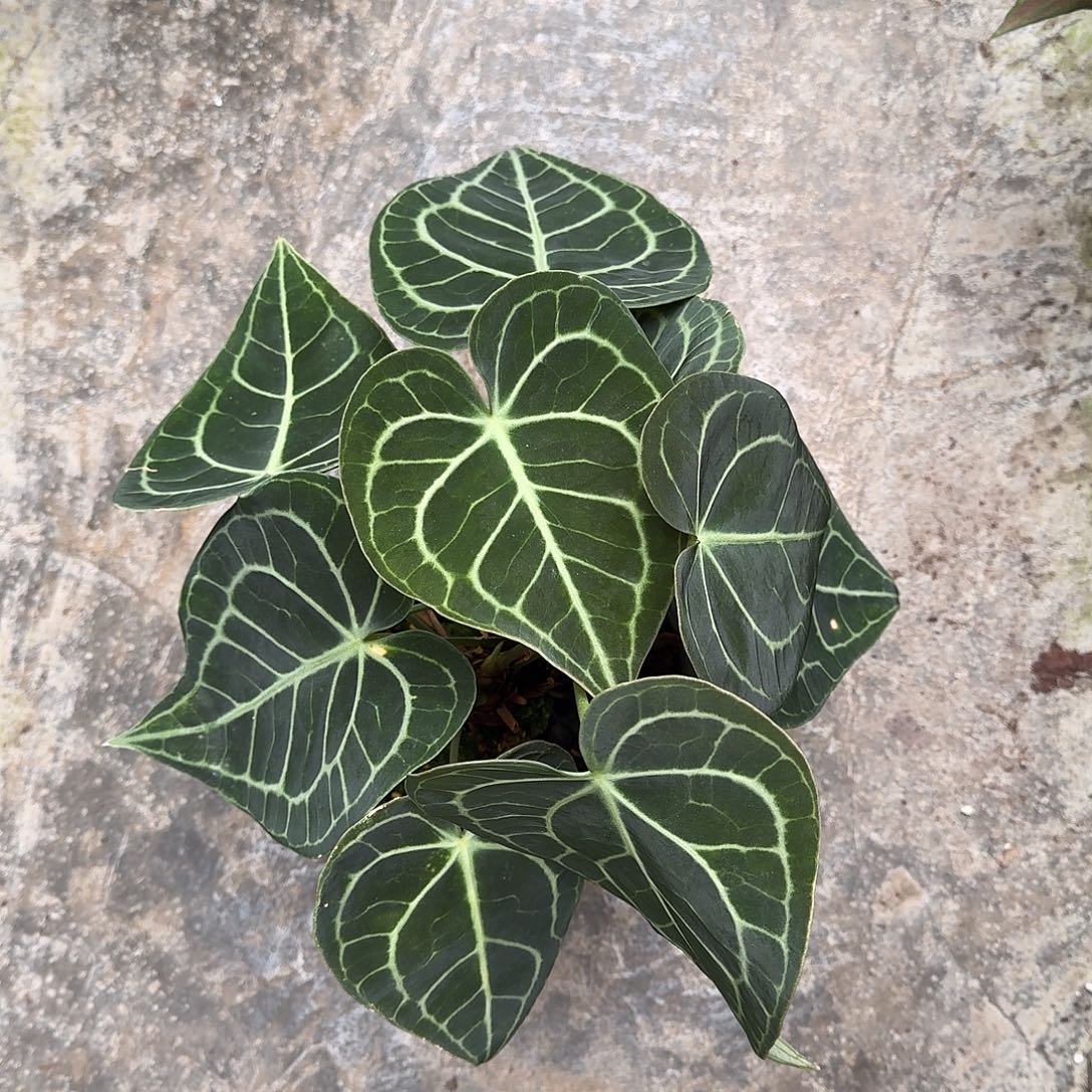 炫***头不开花植物克莱恩福利I