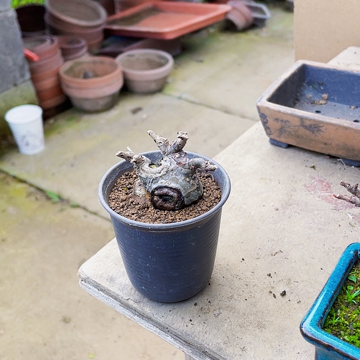 三***水无花朵榆树盆景阳台小品好养