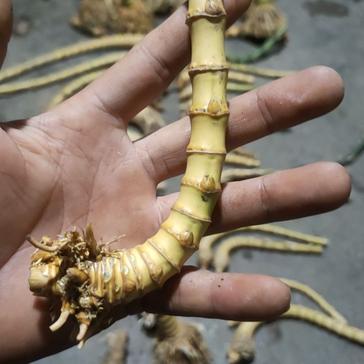 一湾小杆子 自湾 马边