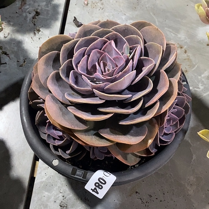 大***店084尘埃玫瑰多肉植物