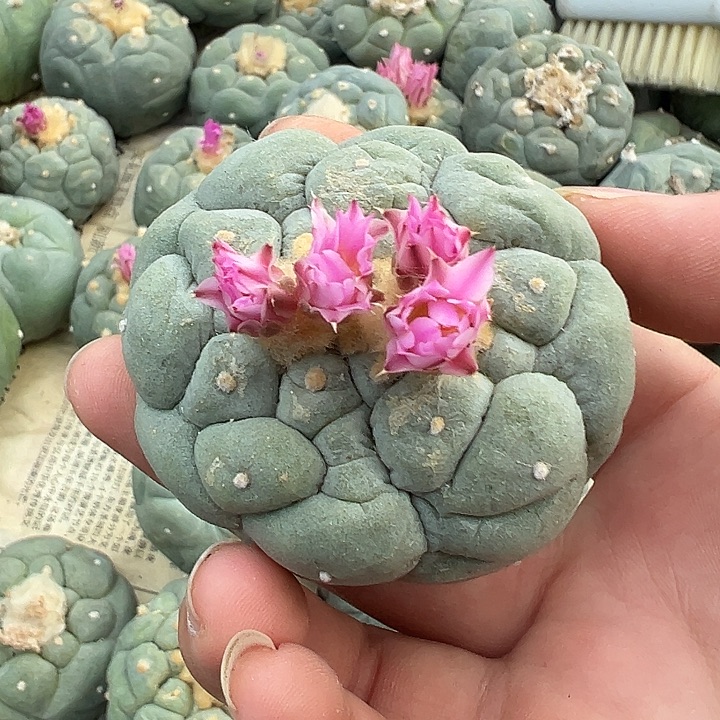 轮*轮回海鲜落地有根