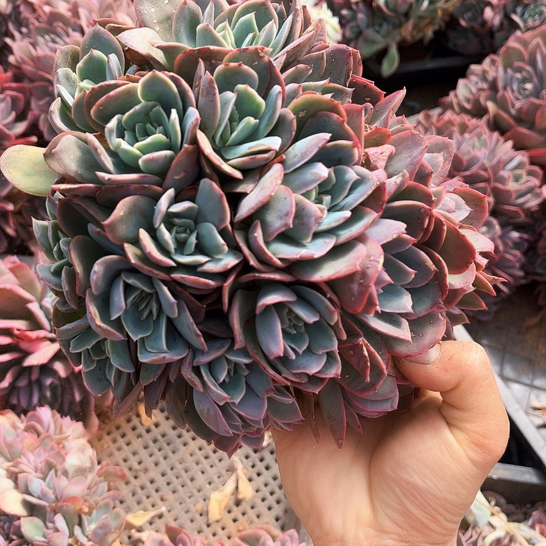 绮罗缀9.99f多肉葡萄