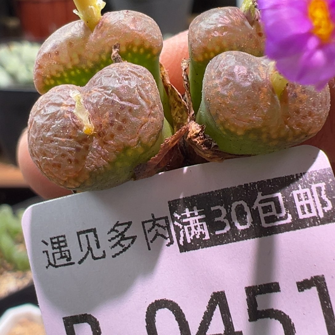多肉植物111111111111