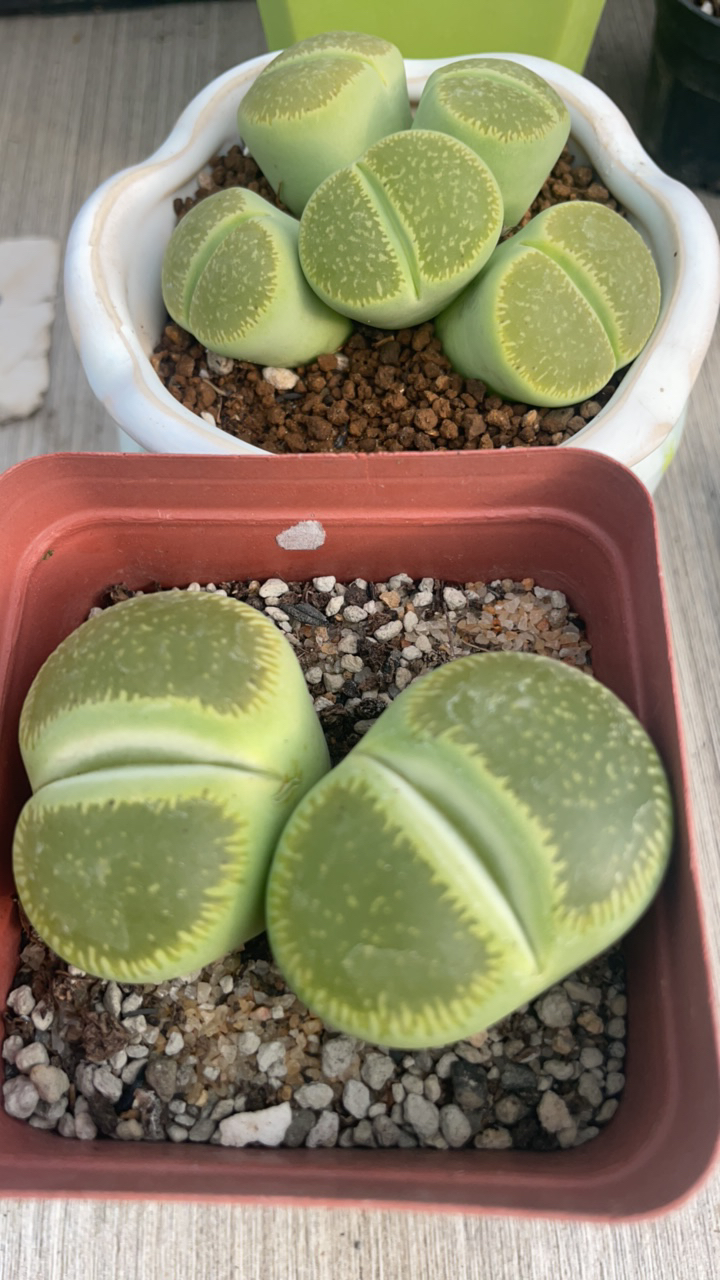 阳台多肉植物盆栽母本绿光阳一头