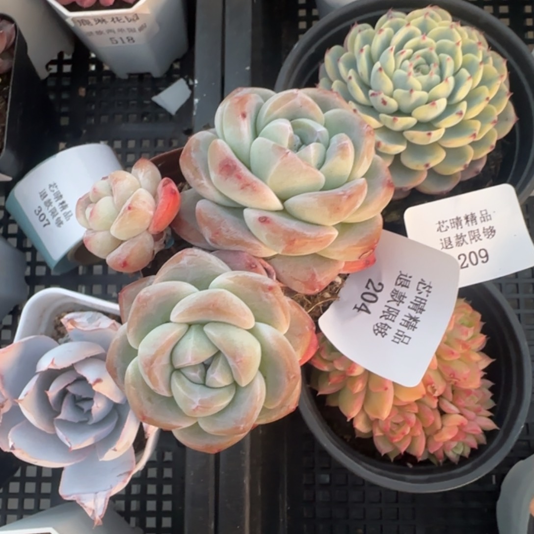 闪购精品多肉204号