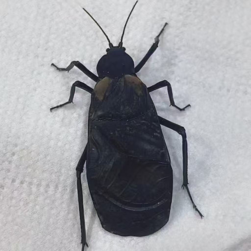 XQ电报蛉人工电报蛉鸣虫黑虫