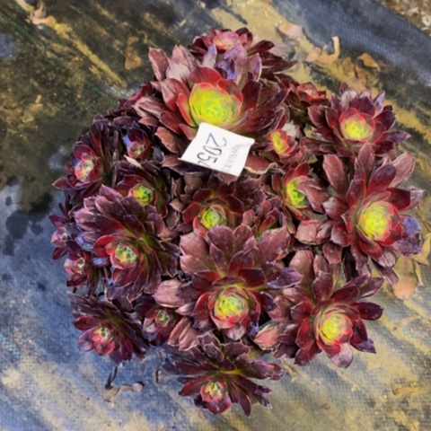 安娜多肉植物2054