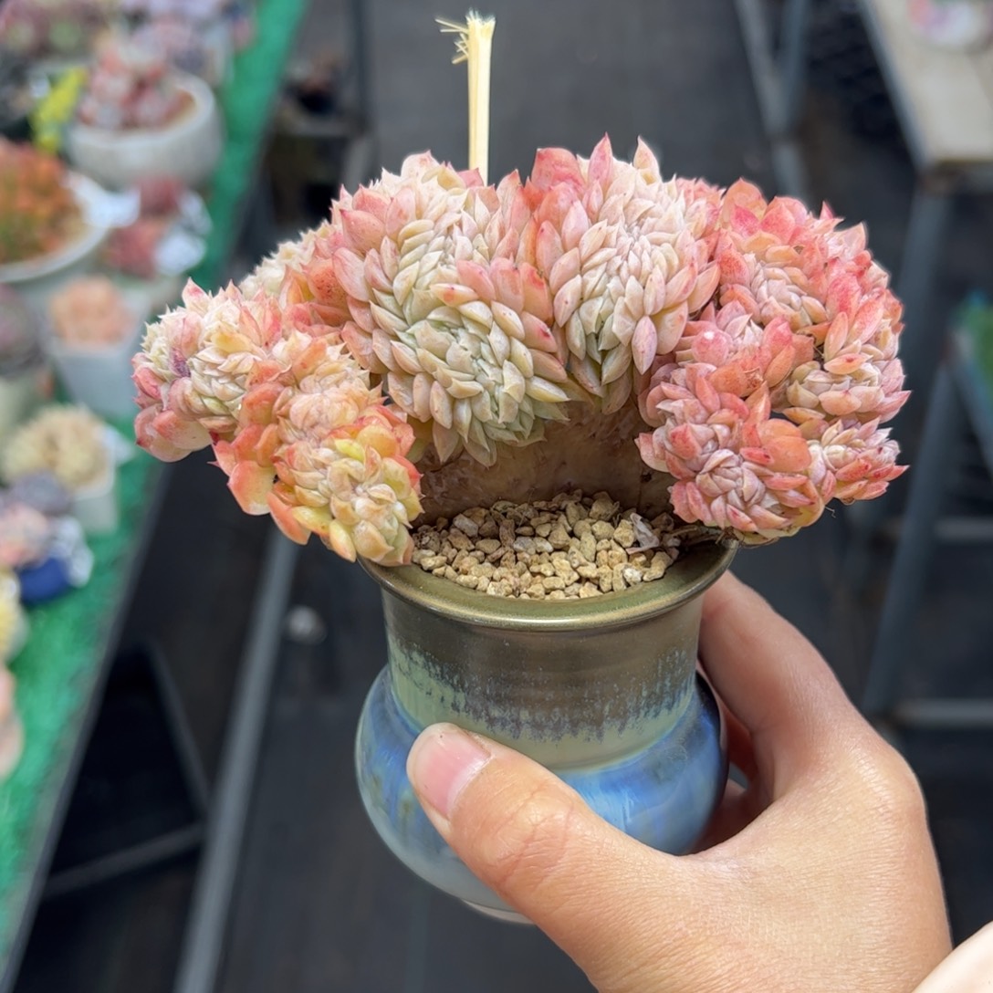 559 满38包邮一物一拍