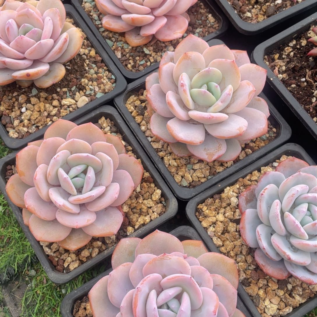 单头韩版奶茶10公分起发（当天可发货）