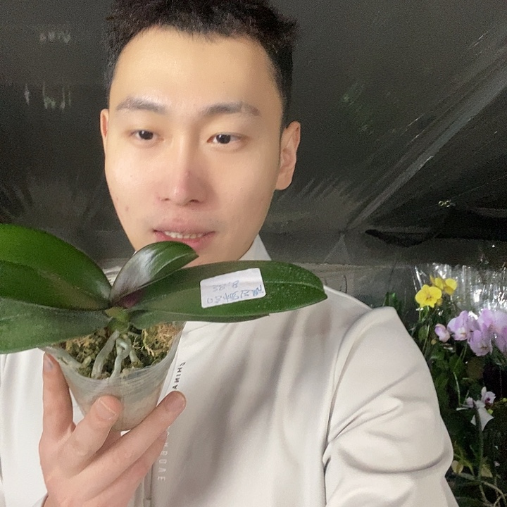 无花朵哈根达斯蝴蝶兰