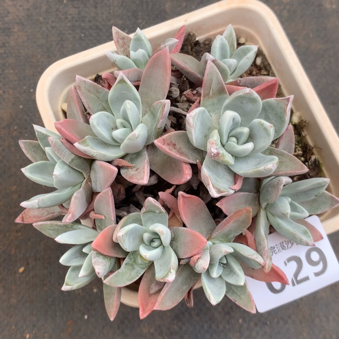 泡芙杂，2月8日发货多肉